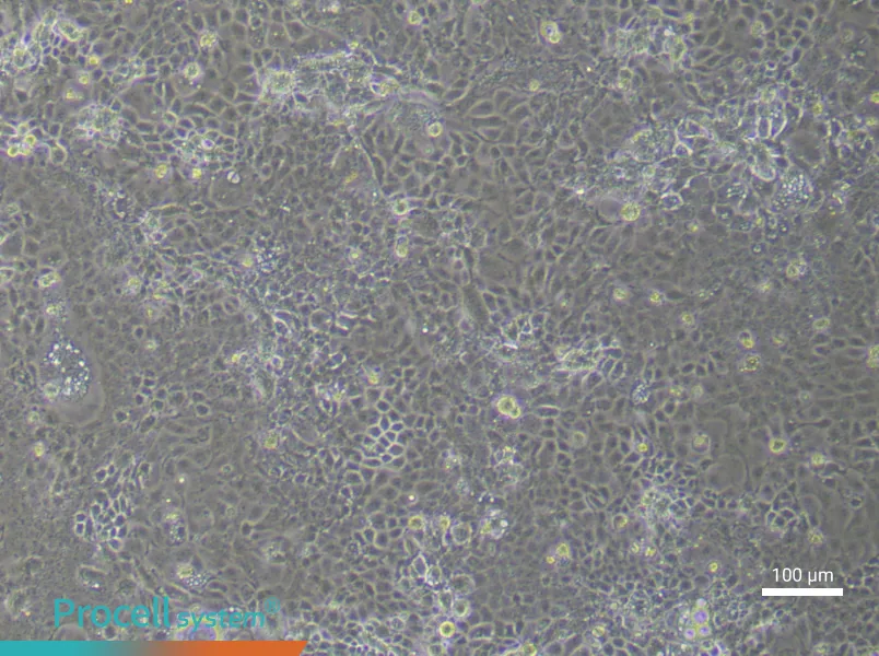 Mouse Corneal Epithelial (Primary cell immortalization) Cell Complete Medium - 1