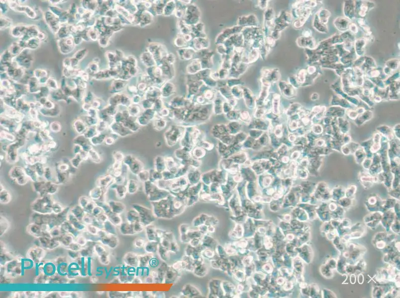 SW48 (DMEM) Cell Complete Medium - small - 6