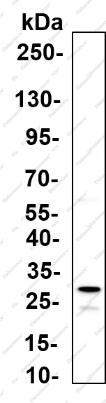 Recombinant 14-3-3 θ Monoclonal Antibody - 1