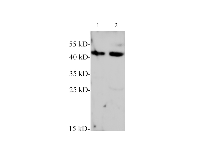 Western blotting with anti-BMP-7 polyclonal antibody at dilution of 1:1000. Lane 1: Mouse kidney lysate, Lane 2: Rat kidney lysate.