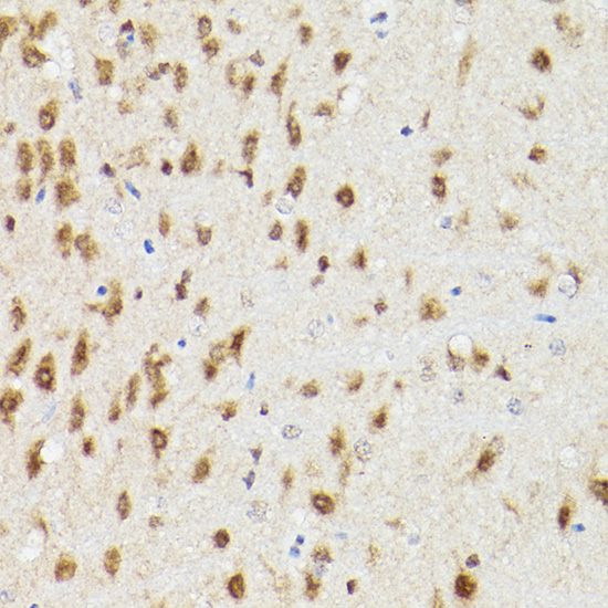Immunohistochemistry of paraffin-embedded rat brain using PSMA3 Polyclonal antibody at dilution of 1:100 (40x lens).Perform high pressure antigen retrieval with 10 mM citrate buffer pH 6.0 before commencing with IHC staining protocol.