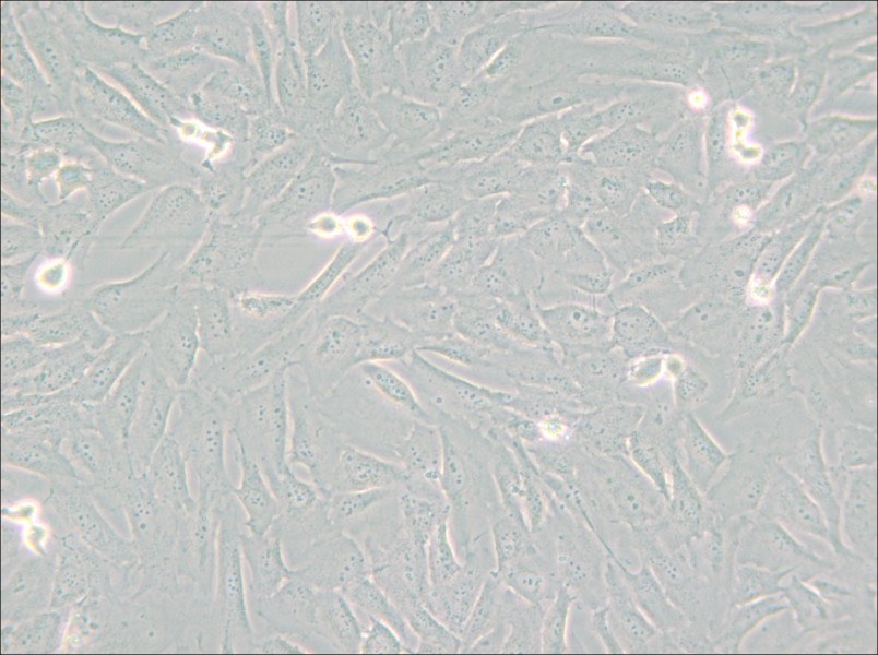 SJSA-1 Cell Complete Medium - 5