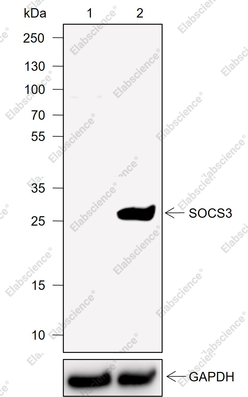 Recombinant SOCS3 Monoclonal Antibody - 1