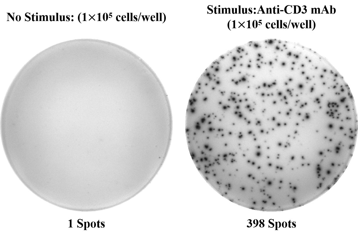 Human TNF-α (Tumor Necrosis Factor Alpha) ELISPOT Kit-产品推荐-1