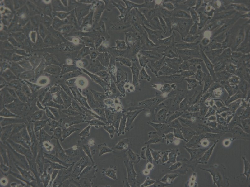 LN-18 Cell Complete Medium - small - 6