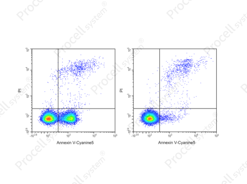 Annexin V-Cyanine5/PI Apoptosis KitAnnexin V-Cyanine5/PI Apoptosis Kit - 1