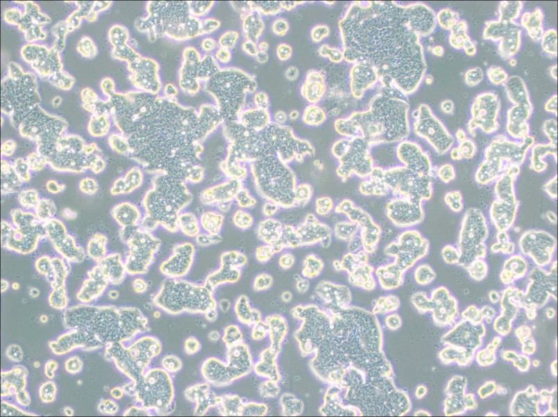 LS513 Cell Complete MediumLS513 Cell Complete Medium - 2
