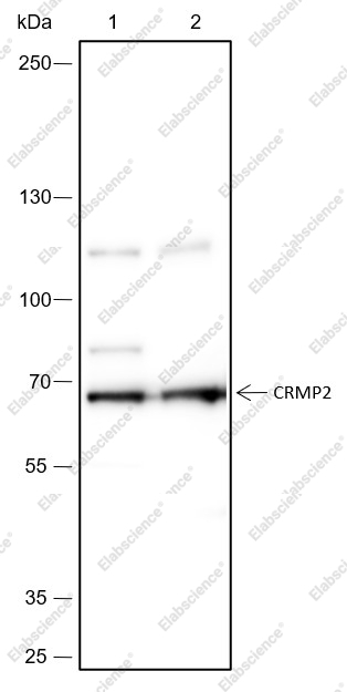 Recombinant CRMP2 Monoclonal Antibody - 1