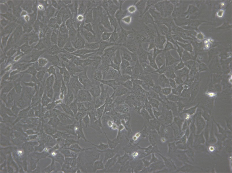 hCMEC/D3 Cell Complete Medium - small - 7