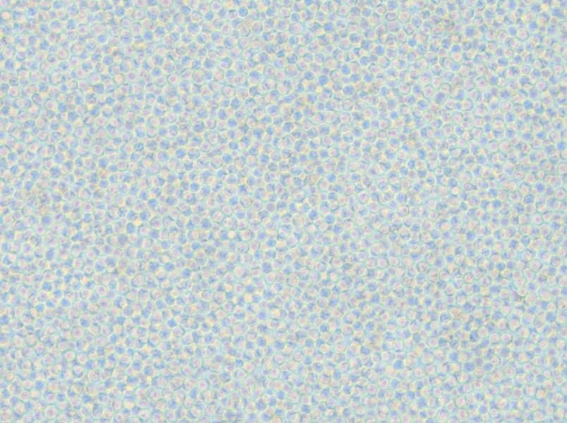 OCI-AML-2 Cell Complete Medium - small - 4