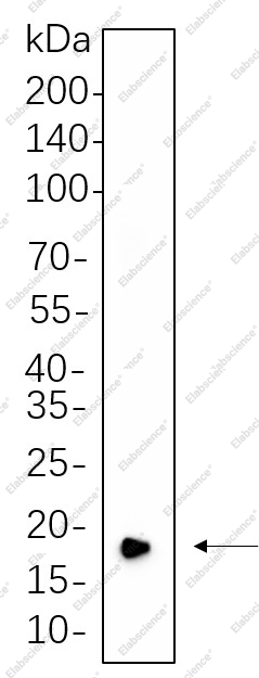 Recombinant CIRBP Monoclonal Antibody - 1