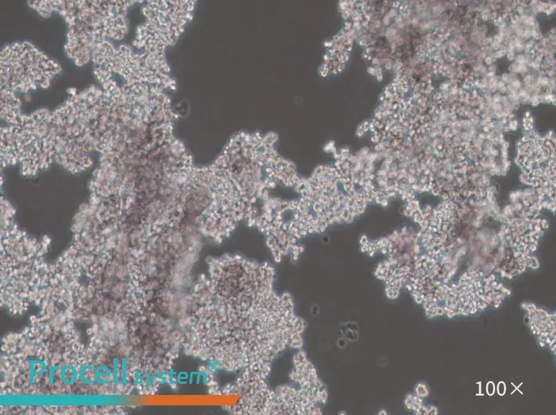 PC-12 (Undifferentiated) Cell Complete Medium - 3