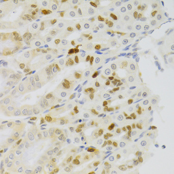 Immunohistochemistry of paraffin-embedded Rat stomach using NASP Polyclonal Antibody at dilution of 1:100 (40x lens).