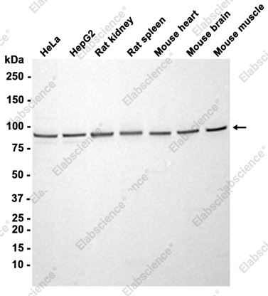 Recombinant VCP Monoclonal Antibody - 2