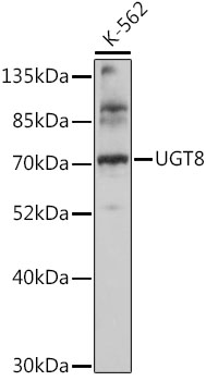 Western blot analysis of extracts of K-562 cells using UGT8 Polyclonal Antibody at 1:1000 dilution.