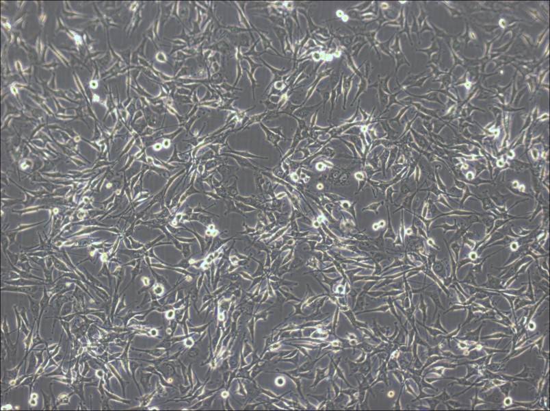 U-87 MG-LUC Cell Complete Medium - 4