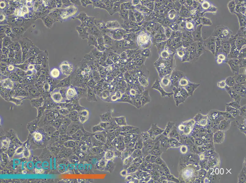 MS751 Cell Complete Medium - 5