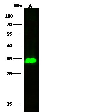 Recombinant Pancreasin/Marapsin/PRSS27 Monoclonal Antibody - small - 2