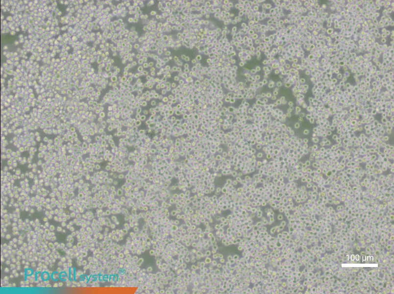 OKT 3 Cell Complete Medium - 3