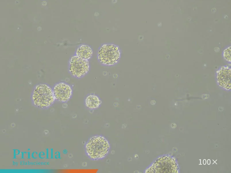 Rat Neural Stem Cells Isolation and Culture Kit - small - 4