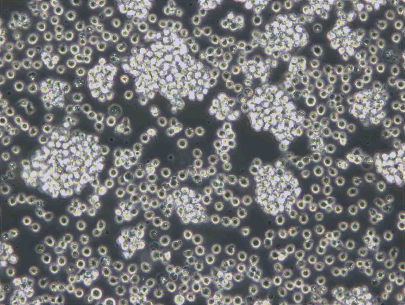 WSU-DLCL2 Cell Complete Medium - small - 7
