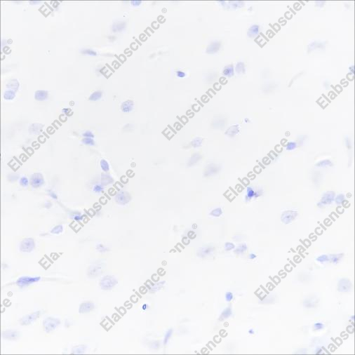 Recombinant UCP1 Monoclonal Antibody - 3