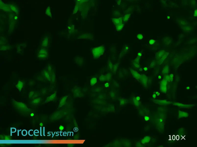 U-2 OS-LUC-EGFP Cell Complete Medium - 1