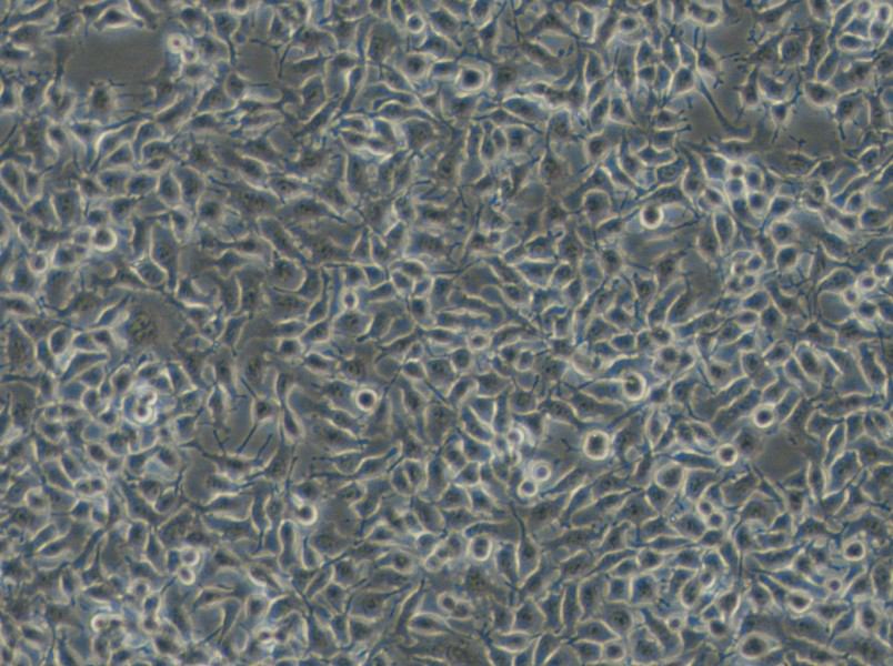 B16-F1 Cell Complete Medium - small - 4