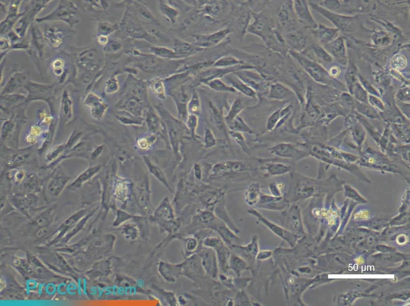Mouse Preadipocyte Complete Medium - small - 4