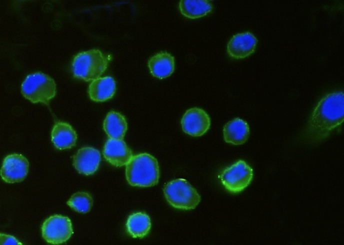 B7-H3/CD276 Monoclonal Antibody - small - 2