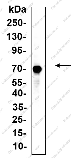 Recombinant Calpain 2 Monoclonal Antibody - 1