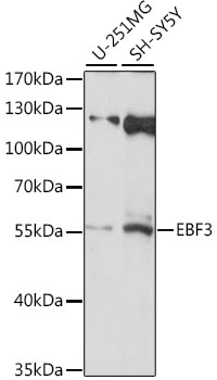 Western blot analysis of extracts of various cell lines using EBF3 Polyclonal Antibody at 1:1000 dilution.