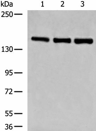 Western blot analysis of NIH/3T3 K562 and HepG2 cell lysates  using LPIN1 Polyclonal Antibody at dilution of 1:850