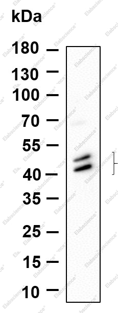 Recombinant Phospho-Jun, JunD (Ser73, Ser100) Monoclonal Antibody - 1