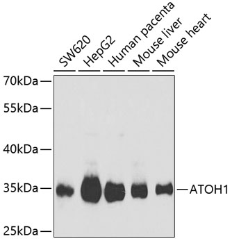 Western blot analysis of extracts of various cell lines using ATOH1 Polyclonal Antibody at 1:1000 dilution.