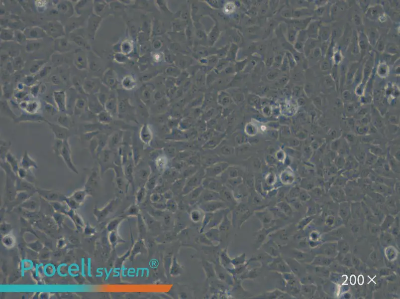 F81 Cell Complete Medium - 6