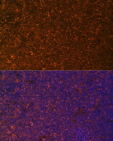 Immunofluorescence analysis of Rat breast cells using TNFRSF25 Polyclonal Antibody at dilution of  1:100. Blue: DAPI for nuclear staining.