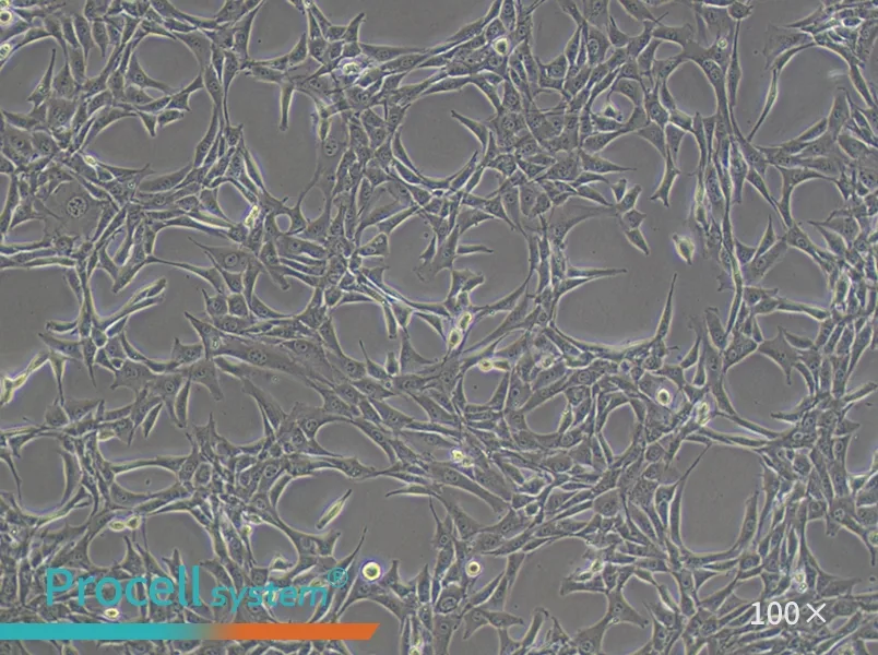 NIH/3T3 Cell Complete Medium - 2