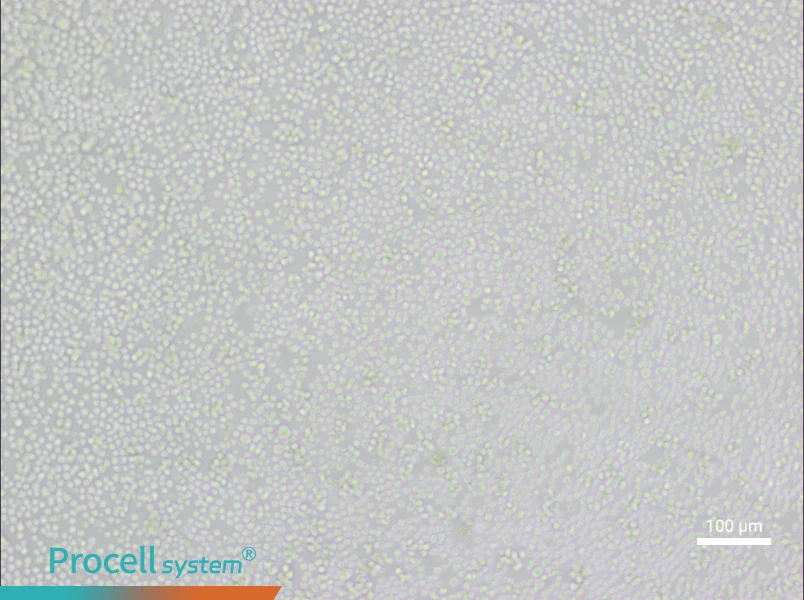 P388D1 Cell Complete Medium - 3