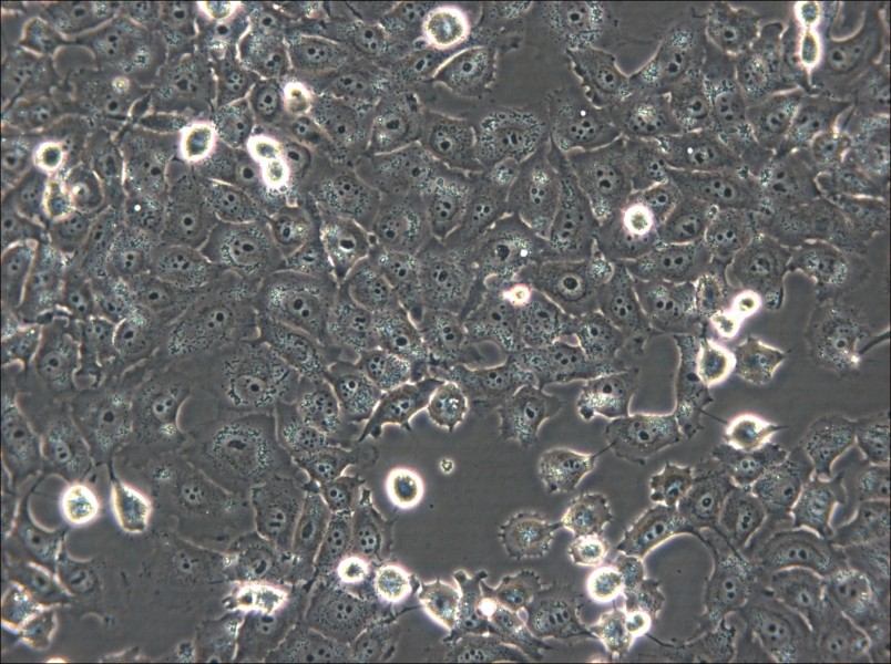 NCI-H1299 Cell Complete Medium - small - 4