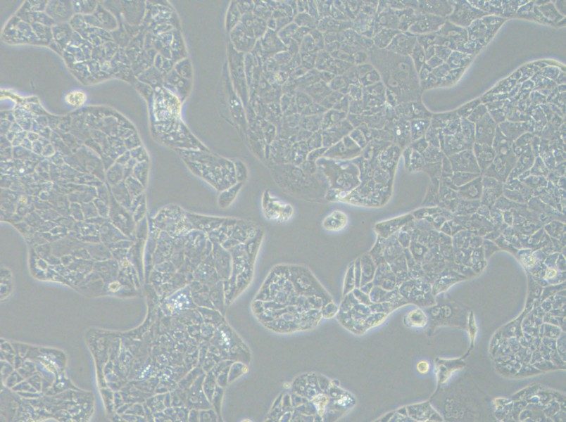 A-704 Cell Complete Medium-searchlist-1