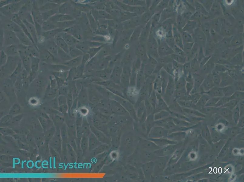HOS Cell Complete Medium - small - 4