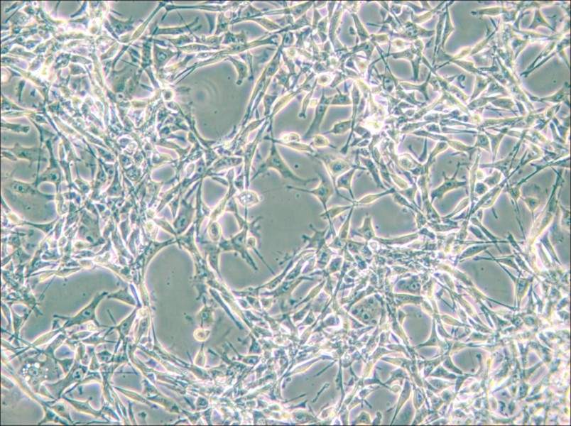 PIEC Cell Complete MediumPIEC Cell Complete Medium - 3