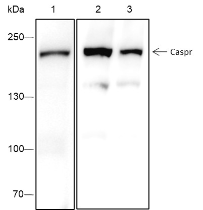 Recombinant Caspr Monoclonal Antibody-searchlist-1