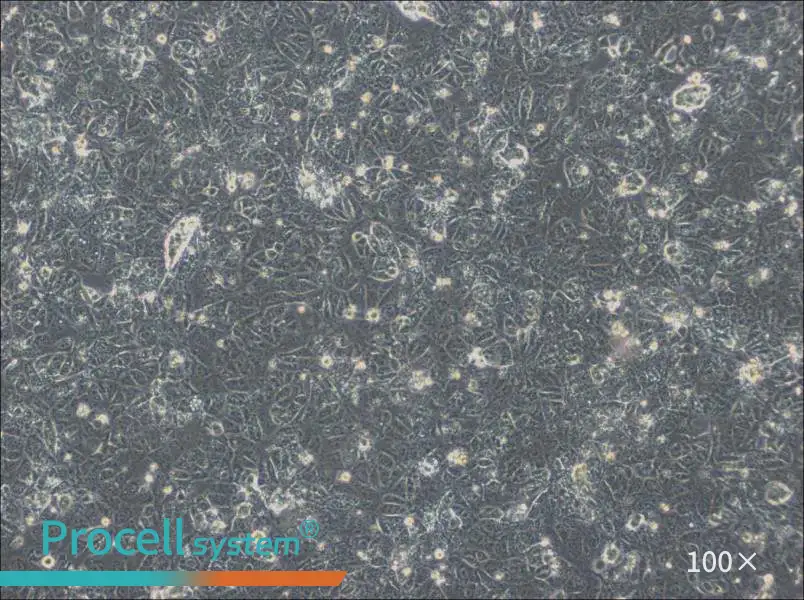 NTERA-2 Cell Complete MediumNTERA-2 Cell Complete Medium - 3