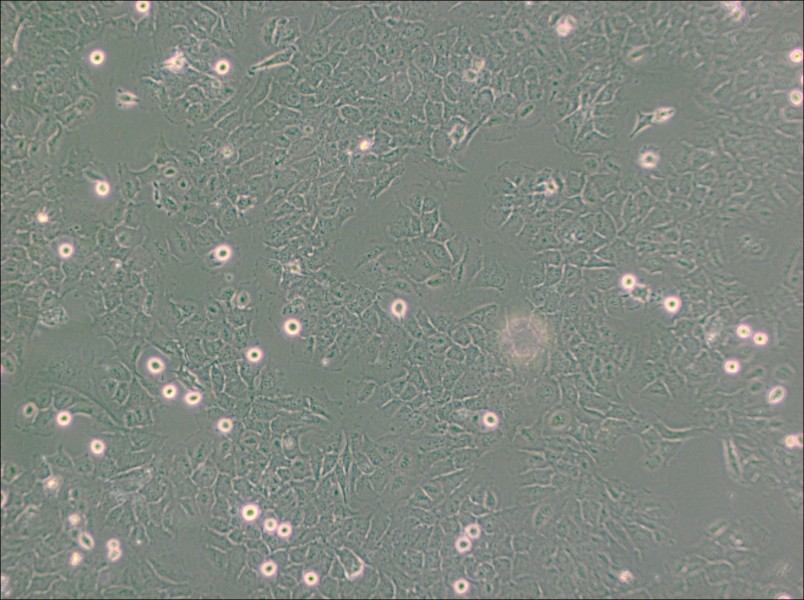 HMC3 Cell Complete Medium-searchlist-1