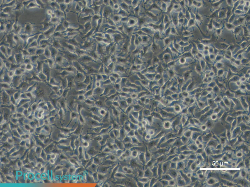 B16-F1 Cell Complete Medium - small - 4