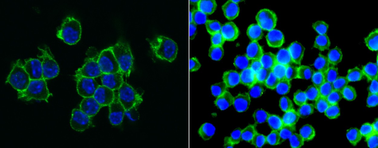 Recombinant CD155/PVR Monoclonal Antibody-searchlist-1