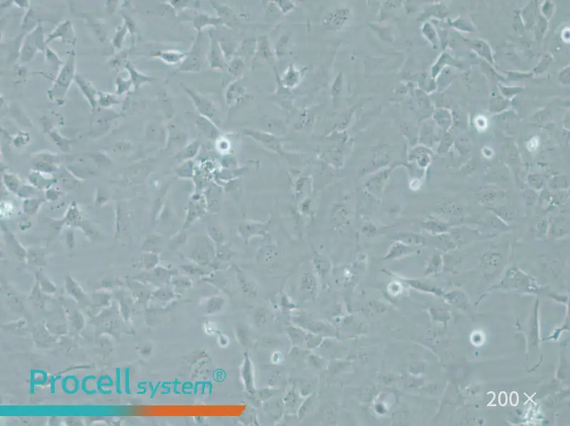 HMEC-1 Cell Complete Medium - small - 6