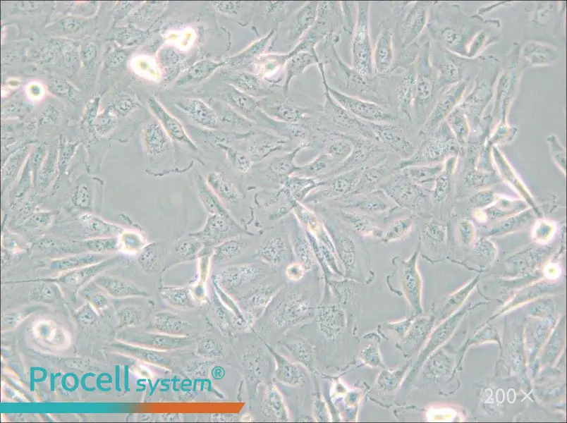 786-O [786-0] Cell Complete Medium - small - 6